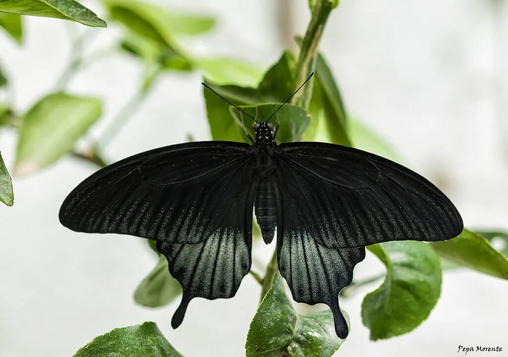 Бабочка черная. Черная крупная бабочка. Бабочка черный принц. Черный мотылек. Бабочка черный рынок