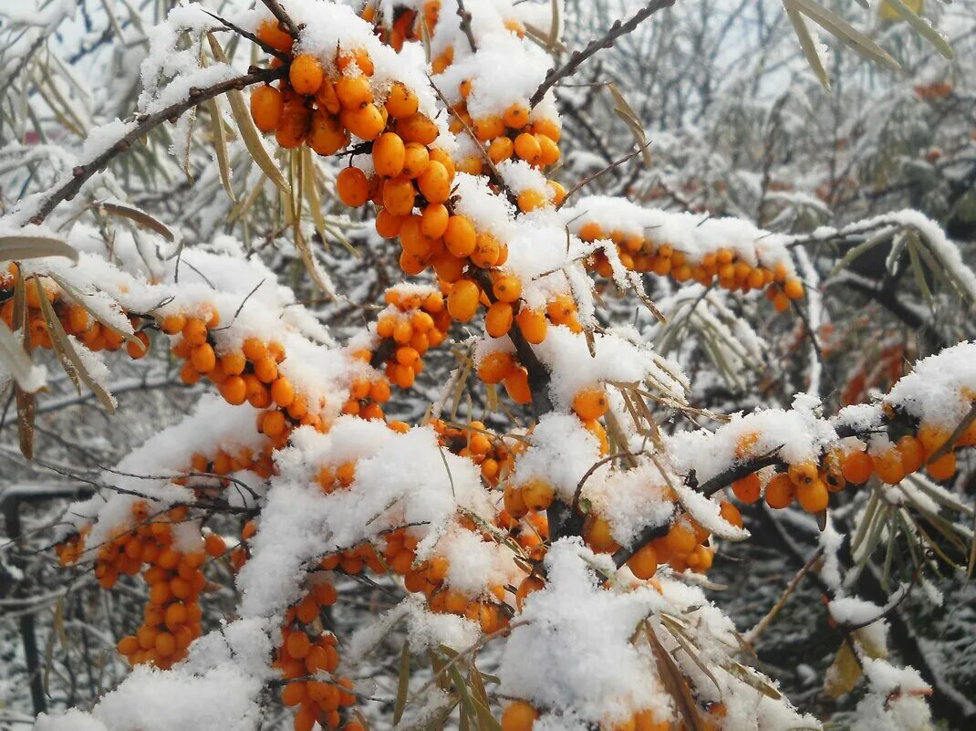 Почему ягоды облепихи остаются мягкими на морозе. Почему ягоды облепихи остаются мягкими на морозе. Почему ягоды облепихи остаются мягкими на морозе. Облепиха алтая. Облепиха крушиновидная зимой.