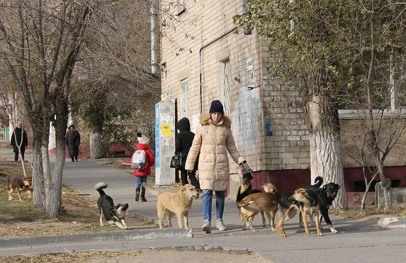 Стая диких собак. Свора бездомных собак. Бродячие собаки волгоград. Бродячая собака волгоград. Бродячие собаки в городе.