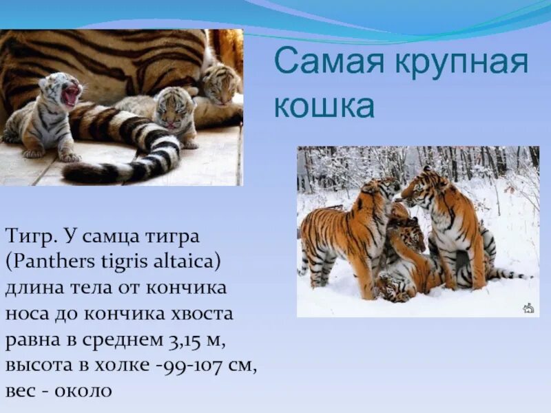 Какая длина тигра. Вес самца тигра. Тигр в длину. Длина хвоста тигра. Самая крупная кошка тигр.