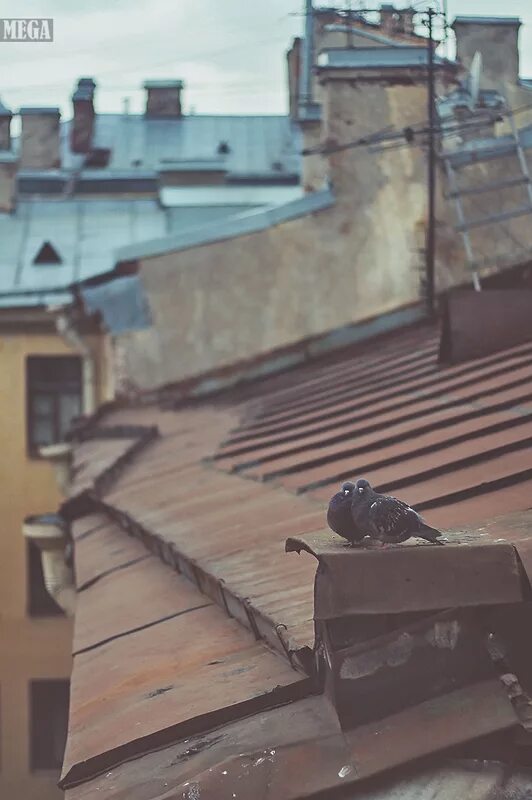 Гонял по крышам голубей слушать. Голуби на крыше. Голубятник на крыше. Голубятня на крыше Питер. Голубятня на крыше дома.