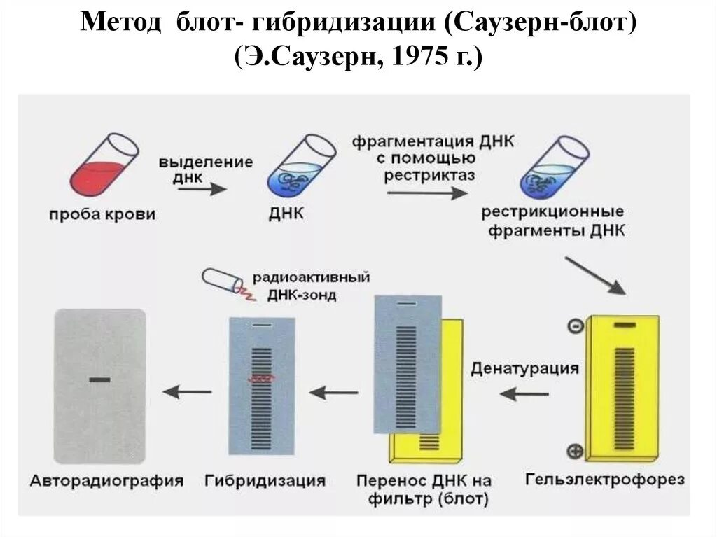 Суть метода гибридизации. Саузерн блоттинг. Схема Блот-гибридизации по Саузерну. Саузерн и Нозерн блоттинг. Саузерн блоттинг метод.