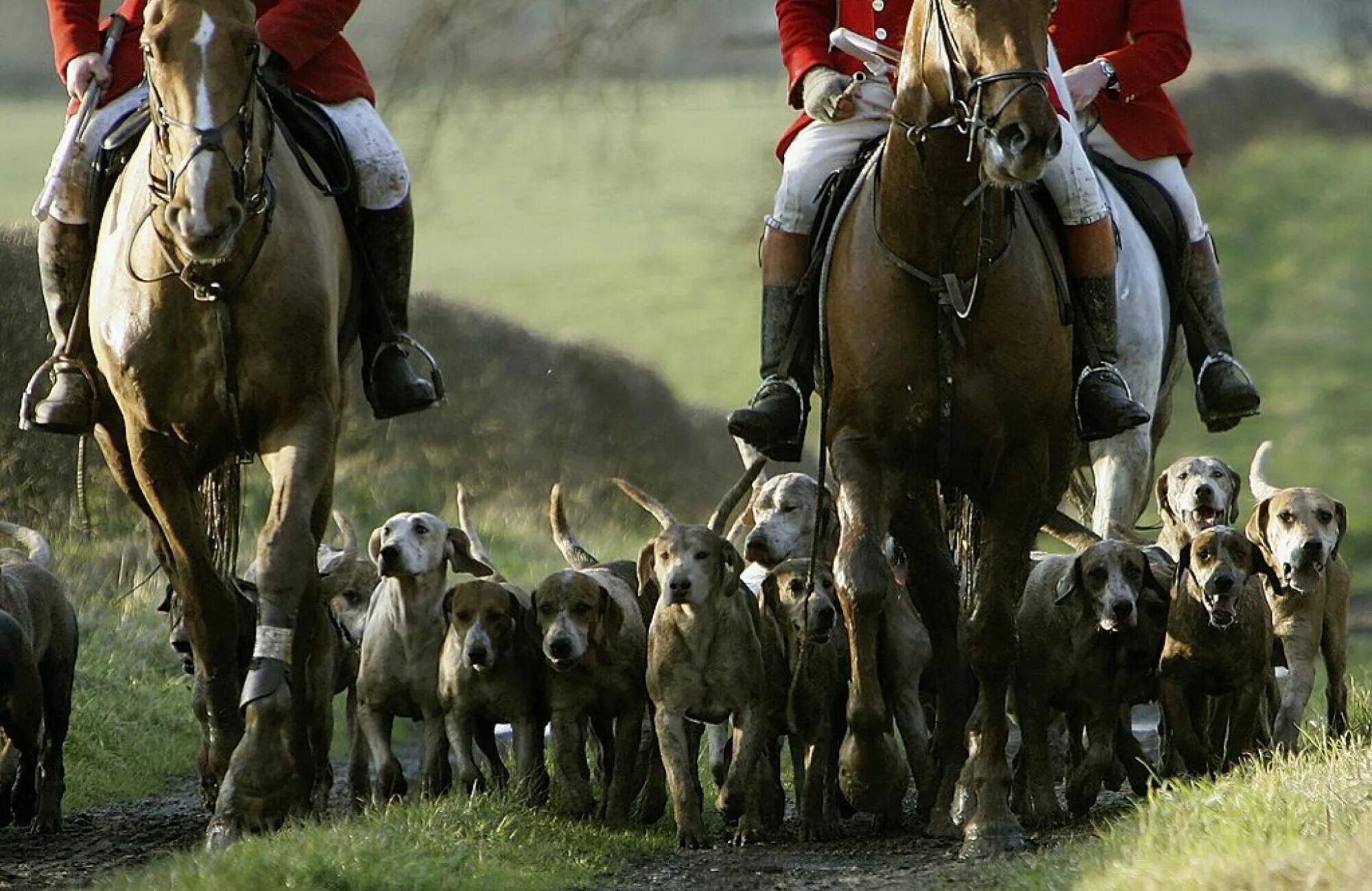 Fox hunt. Фокс Хантинг. Охота на Лис в Англии. Английская охота фото. History of Fox Hunting.