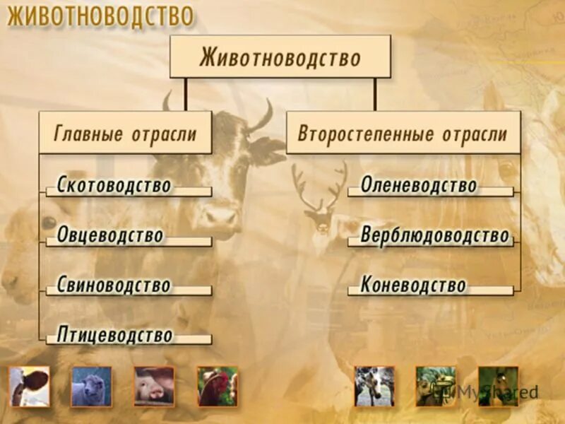 4 основные отрасли животноводства. Отрасли животноводства. основные отрасли животноводства. животноводство главные отрасли и второстепенные. основные отрасли животноводства в россии.