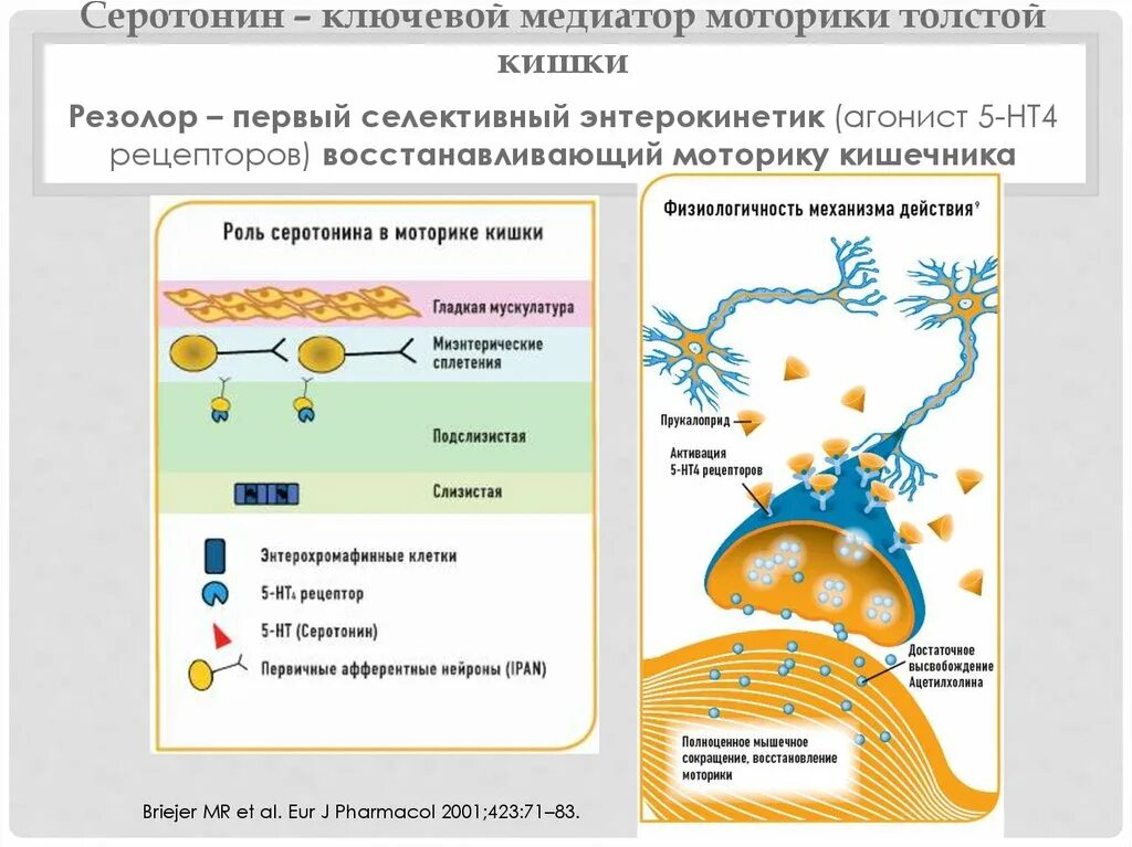Серотониновые рецепторы 5 ht3. Агонисты серотониновых рецепторов механизм действия. Серотониновый рецептор 5ht2. Sur-1 рецептор. 5 нт4 рецепторы.