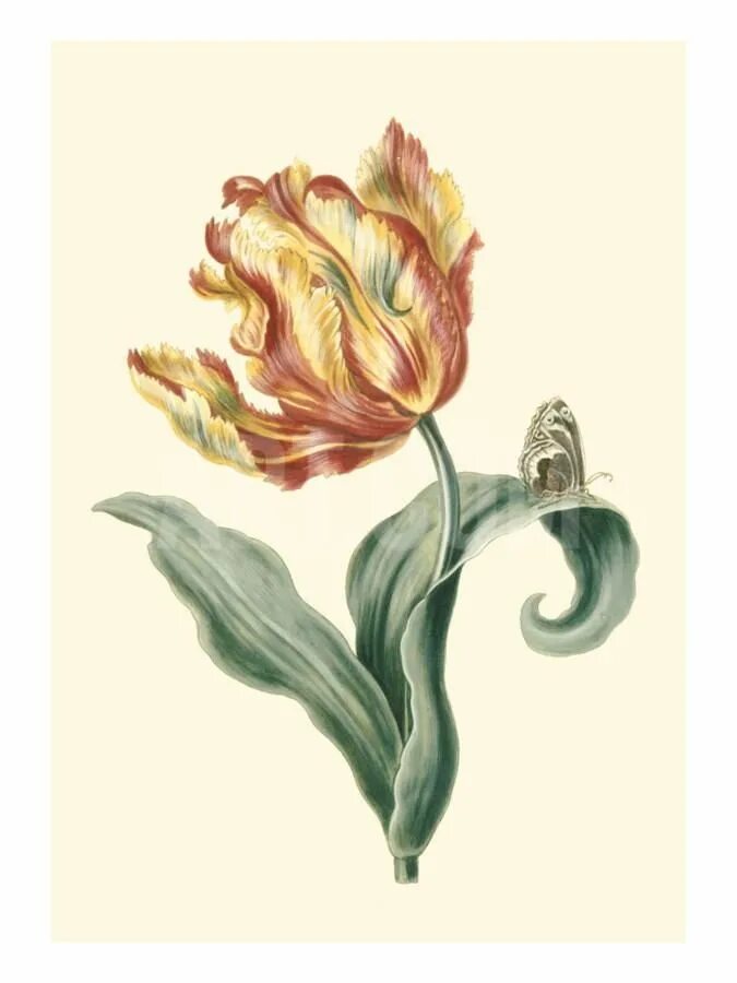 Тюльпан Геснера Botanical Art. Тюльпан Ботанический атлас. Ботаническая иллюстрация тюльпан Липского. Ботаничнические тюльпаны. Тюльпан ботаника
