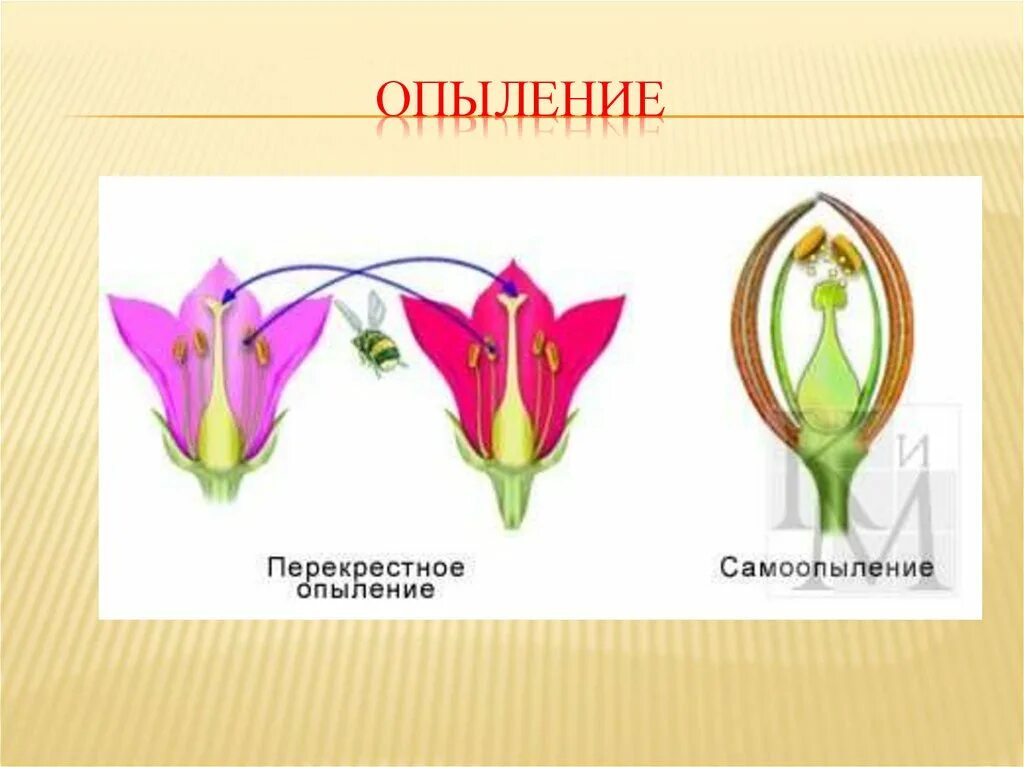 Схема самоопыления хвойные. Перекрестное опыление самоопылителей. Перекрестное опыление растений. Перекрестное опыление насекомыми растений. Схема перекрестного опыления.