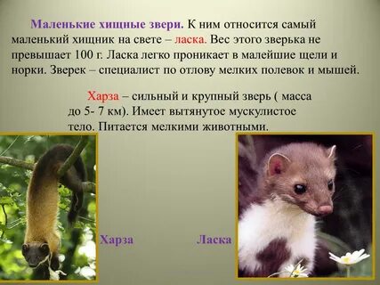 Свет ласки