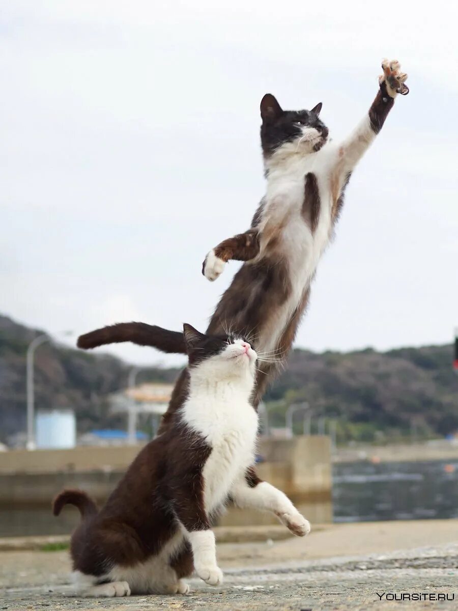 Кошка в прыжке. Кот в ррыжкк. Кошка спрыгивает.