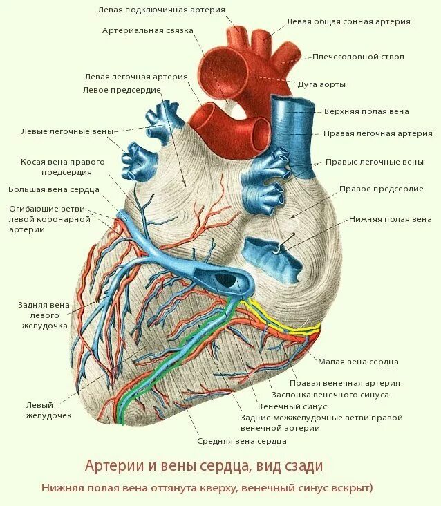 Строение сердца венечный синус. Вена венечного синуса сердца. Венечный синус сердца анатомия. Венечные артерии сердца анатомия. Сердечные артерии и вены