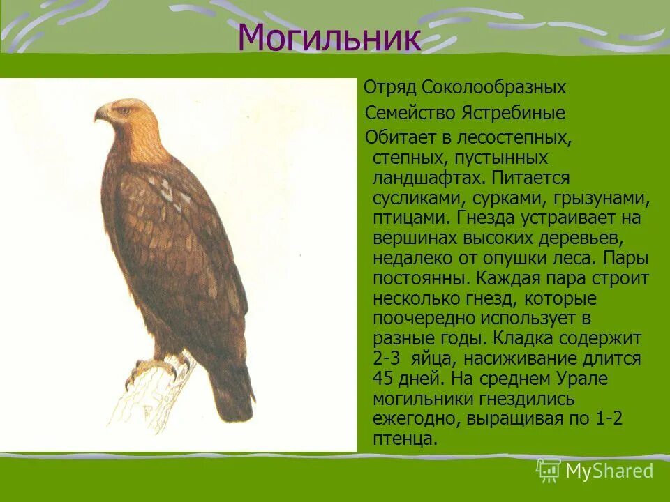 орел могильник описание. императорский орел могильник. орел могильник красная книга. могильник птица орлы. информация про птицу могильник.