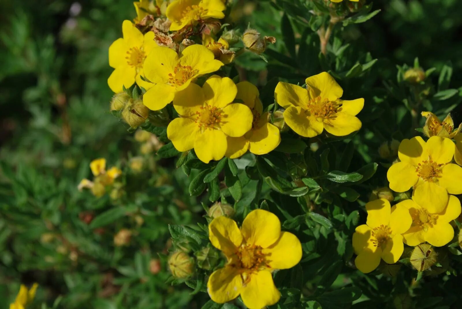 Лапчатка кустарниковая Goldfinger. Лапчатка кустарниковая Potentilla fruticosa “Goldfinger”. Лапчатка Фридхем. Лапчатка Джекман Вариети. Лапчатка желтая фото