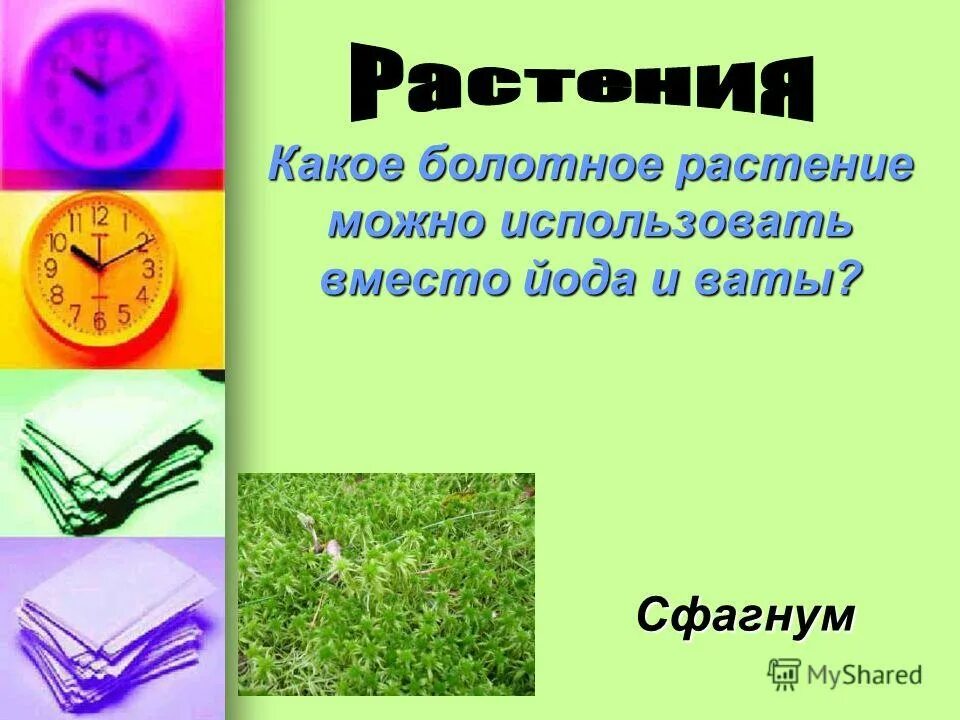 Вместо йода. Какое Болотное растение можно использовать вместо ваты. Растение вместо йода. Какое растение можно использовать вместо йода и ваты. Какое растение используют вместо йода.