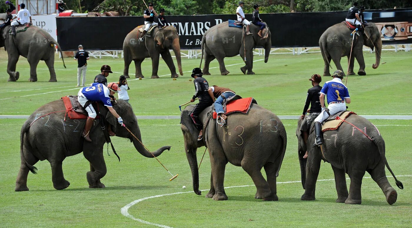 Поло на слонах правила игры. Слоновье поло. Elephant polo. Поло на слонах. Слоновье поло.