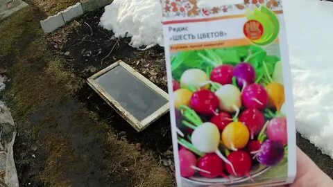 Посев редиса в апреле