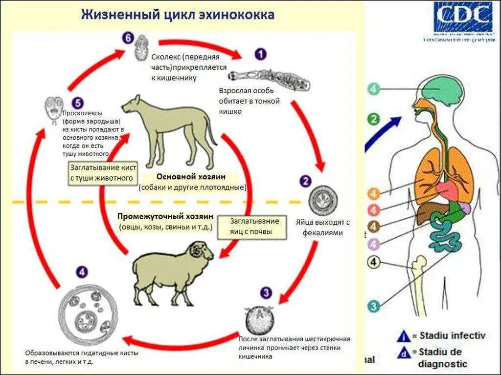 Эхинококки симптомы у людей лечение. Эхинококкоз цикл развития пути заражения. Цикл развития эхинококка схема. Эхинококк печени жизненный цикл. Эхинококкоз альвеолярный цикл развития.