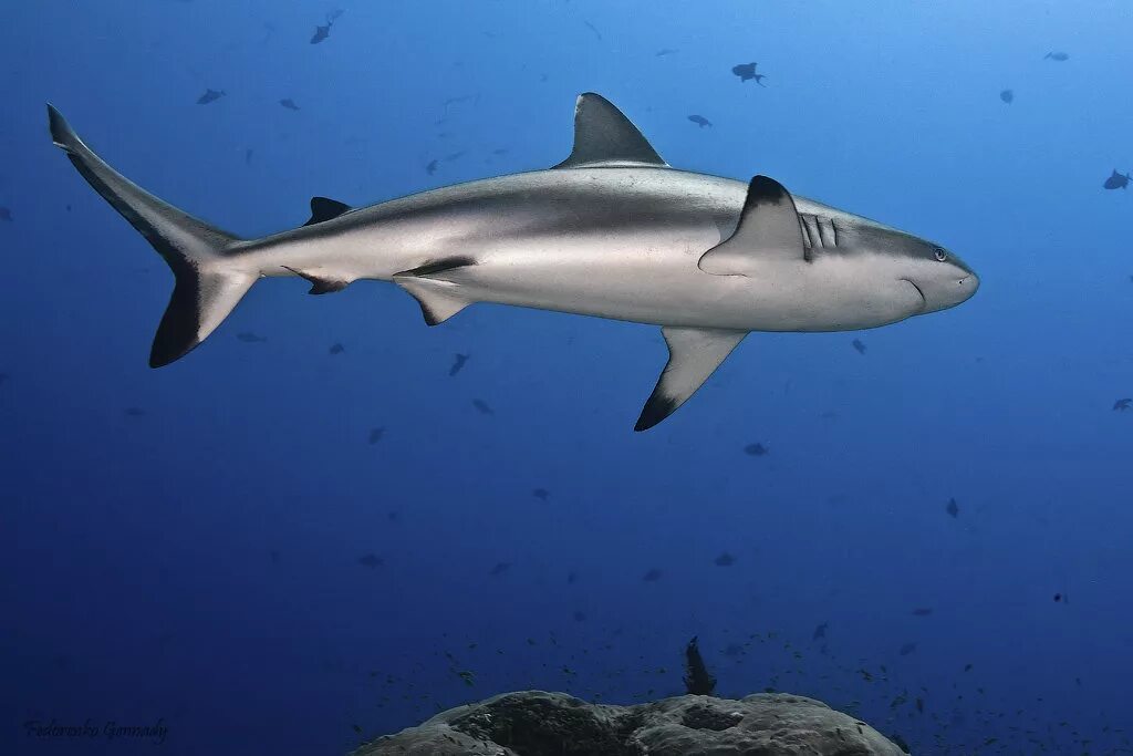 Темнопераятсера акула. Серая рифовая акула. Чёрно пёраярифовая акула. Белопёрая рифовая акула. Сер акула.