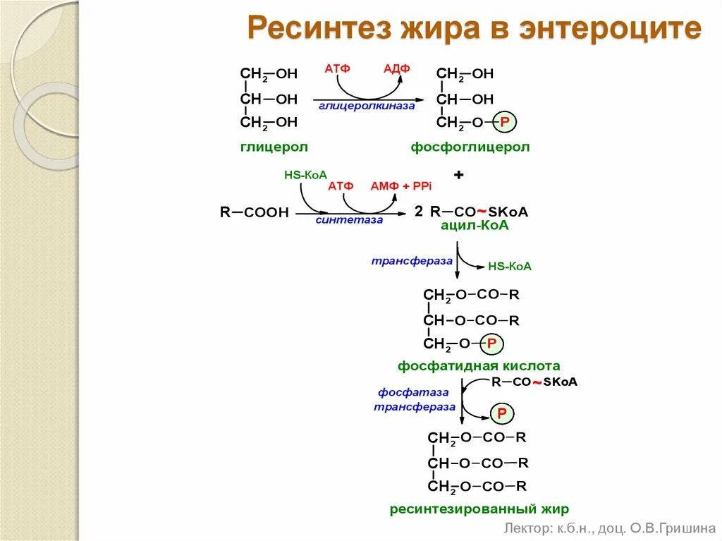 Синтез жиров в кишечнике. Схема ресинтеза таг в кишечнике. Ресинтез нейтрального жира реакция. Ресинтез липидов схема. Ресинтез жиров в клетках кишечника.