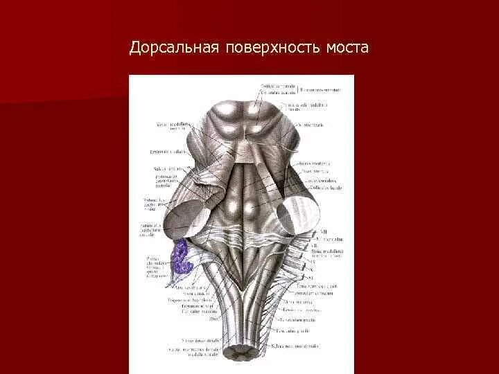 Дорсальная поверхность мозга. Дорсальная поверхность ствола мозга. Ствол мозга вид с дорсальной поверхности. Дорсальная поверхность продолговатого мозга. Продолговатый мозг анатомия.