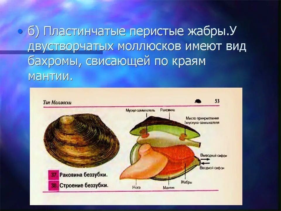 Какие органы дыхания характерны для наземных моллюсков. Класс двустворчатые беззубка. Органы дыхания двустворчатых моллюсков 7 класс. Жабры двустворчатых моллюсков. Мантия у двустворчатых моллюсков.