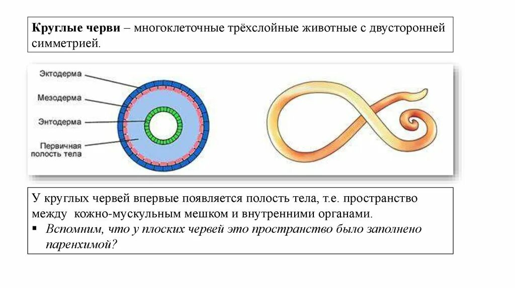 Кожно мускульный круглые черви. Билатеральная симметрия круглых червей. Круглые черви первичная полость. Трехслойное строение плоских червей. Симметрия у плоских червей и круглых червей.