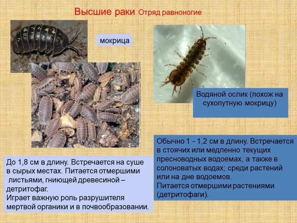 В какой среде обитания вредят личинки щелкуна. Отряд равноногие ракообразные. Мокрица чешуйница ЛОВУШКА. Мокрицы ракообразных мокриц. Отряд равноногие (Isopoda) строение.