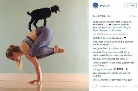 Yoga Girl Rachel Brathen: Handstand mit Ziege - News - Stuttgarter.