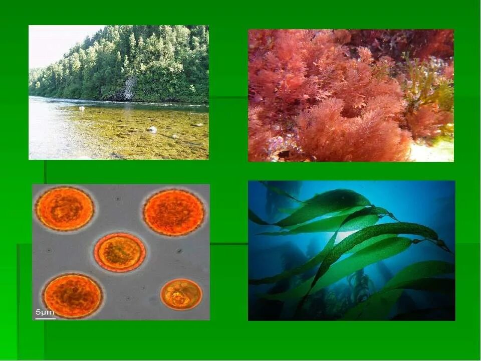 Фукус среда обитания водная. Зелёные многоклеточные водоросли среда обитания. Местообитание водорослей. Среда обитания красных водорослей. Среда жизни водорослей.