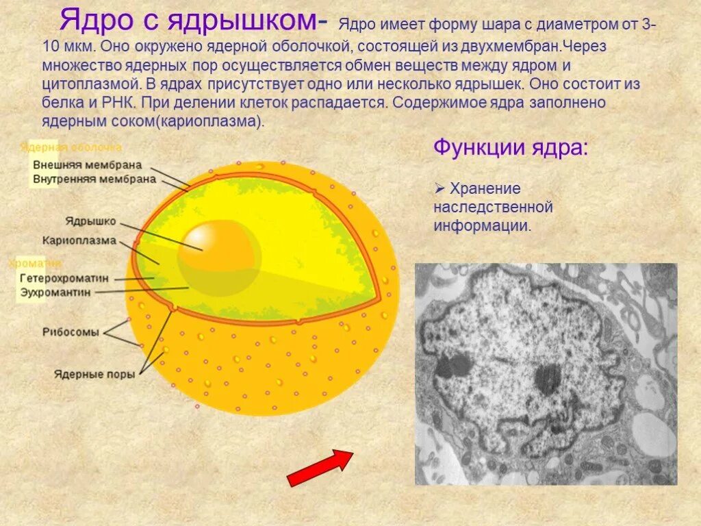 Ядро и ядрышко. Ядро клетки. Ядрышко клетки. Ядро состоит из ядрышка. Ядро имеет три ответа