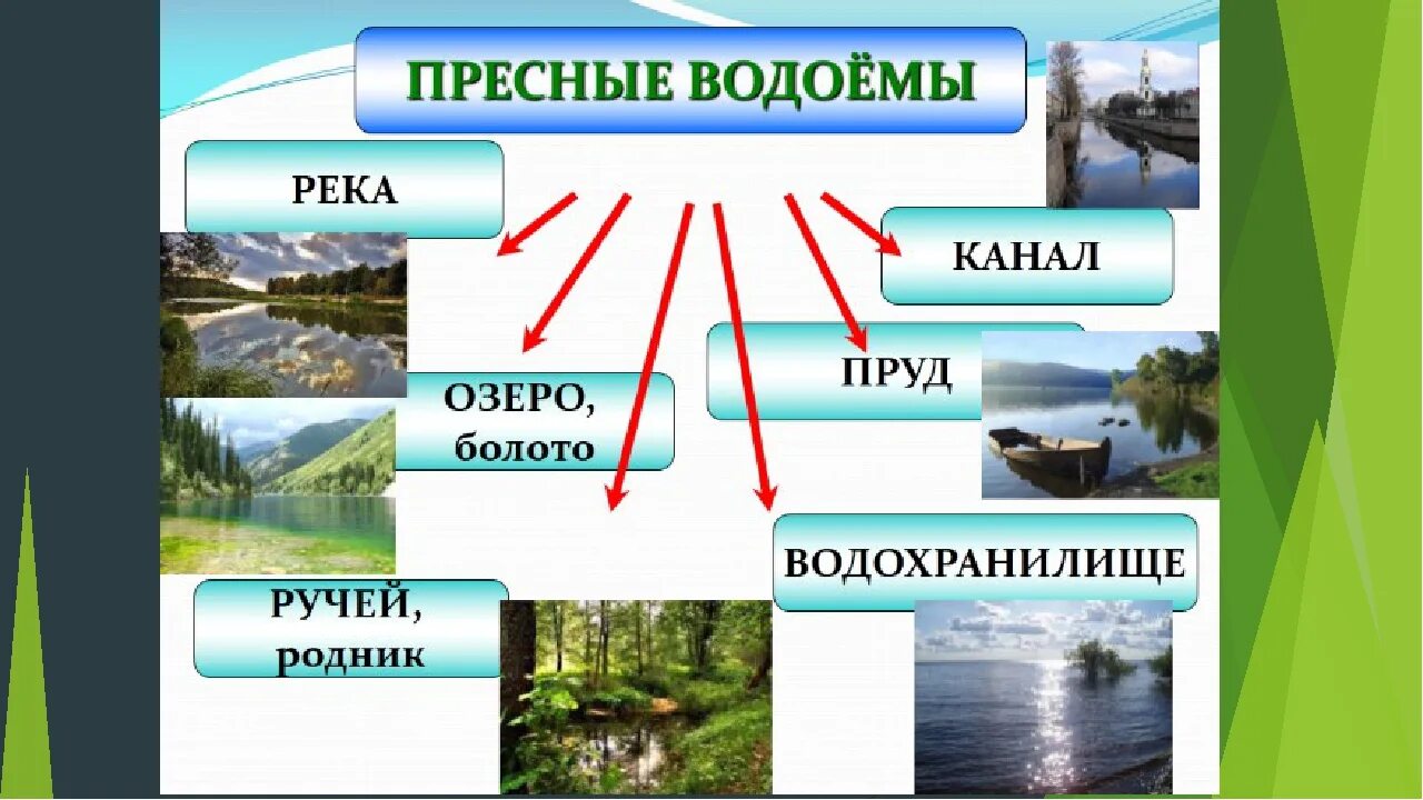 Жизнь в пресной воде. Жизнь в пресных Водах 4 класс. Жизнь пресноводного водоема. Пресные водоёмы 4 класс. Окружающий мир жизнь пресных водах