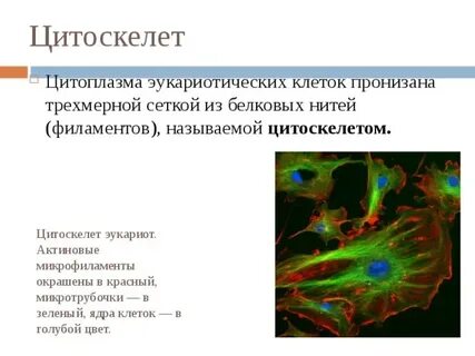 Цитоскелет функции и особенности