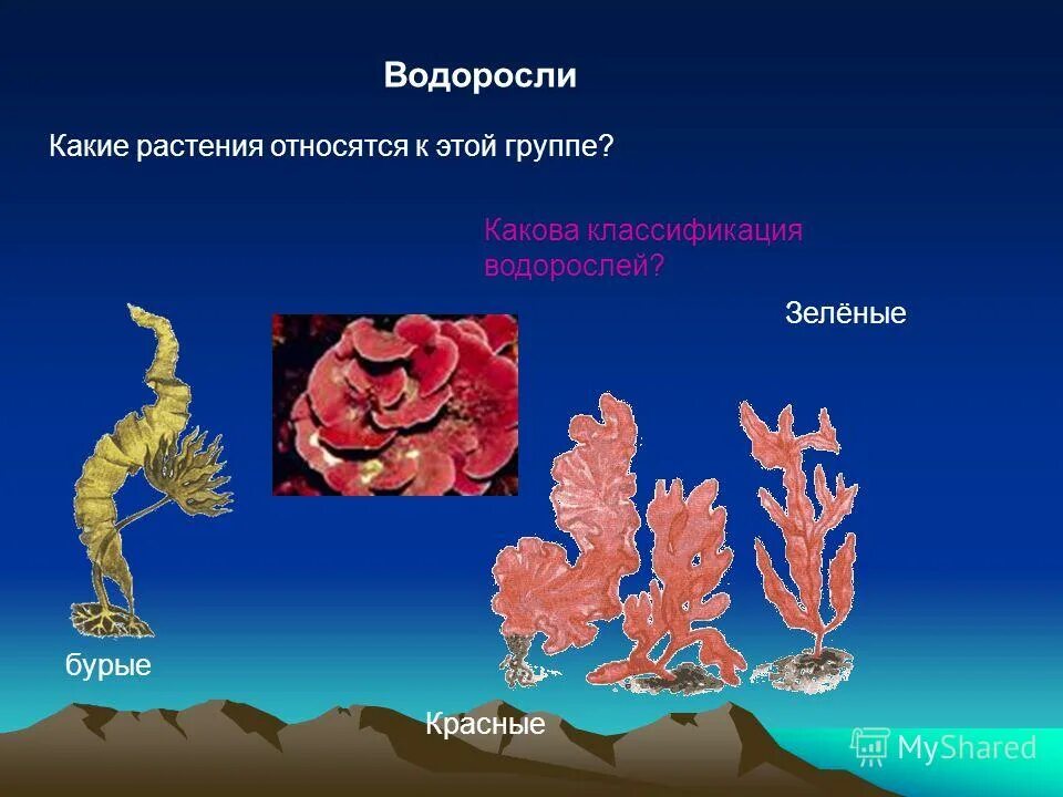 Низшие растения. Водоросли мхи папоротники хвойные цветковые растения. К какой группе относят водоросли. Где встречаются водоросли. К какой группе относят водоросли.
