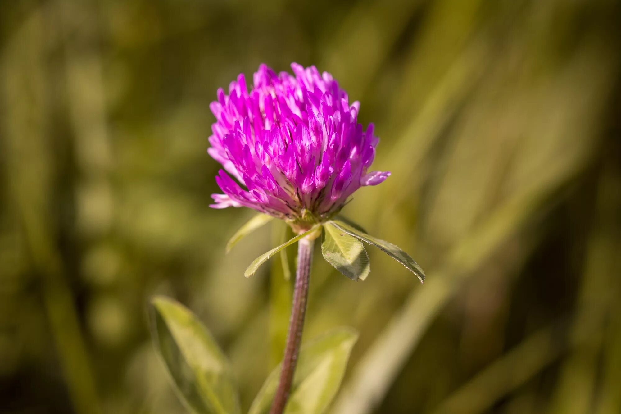 Клевер Луговой. Клевер красный (Trifolium Rubens). Красный Клевер Trifolium pratense. Клевер Луговой розовый. Клевер луговой небольшое растение обычно его