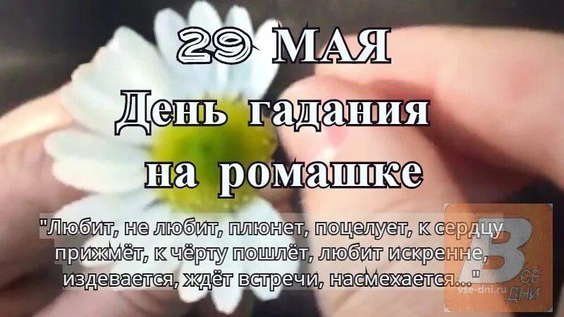 Я гадала на ромашке минус. День гадания на ромашках. 29 Мая праздник день гадания на ромашках. Открытки день гадания на ромашках. Ромашка для гадания.