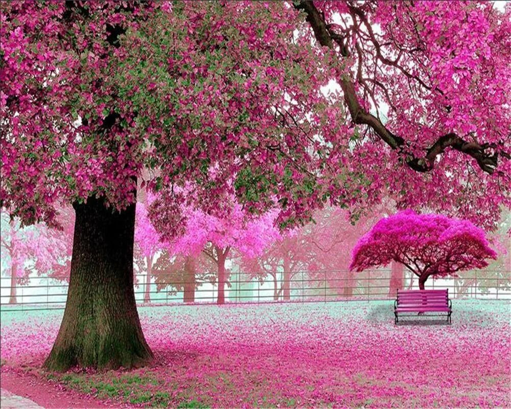 Сакура 6. Черри блоссом дерево. Pink черри блоссом дерево деревья парк. Сакура черри блоссом дерево. Розовое дерево.