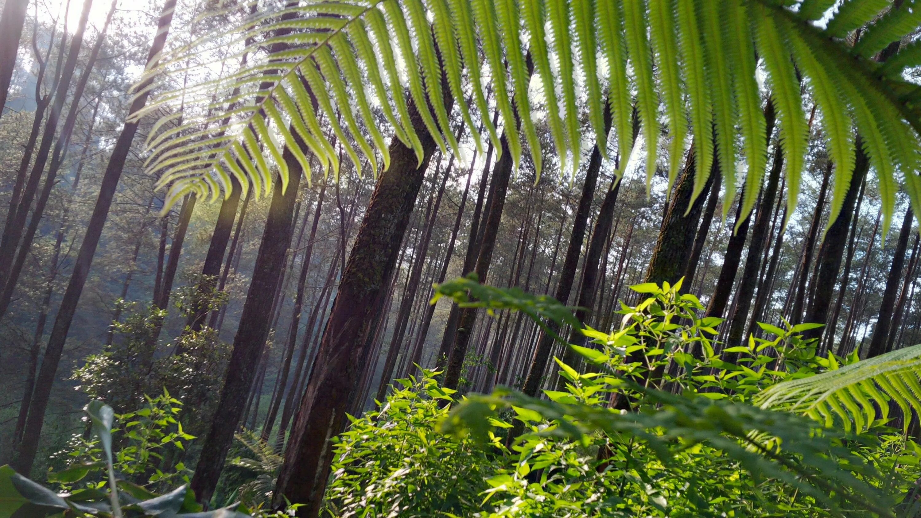 Влажные экваториальные леса условия жизни. Растения тропических лесов Южной Америки. Экваториальные вечнозелёные леса Австралии. Густые субтропические леса Австралии. Тропические леса Ацинананы.