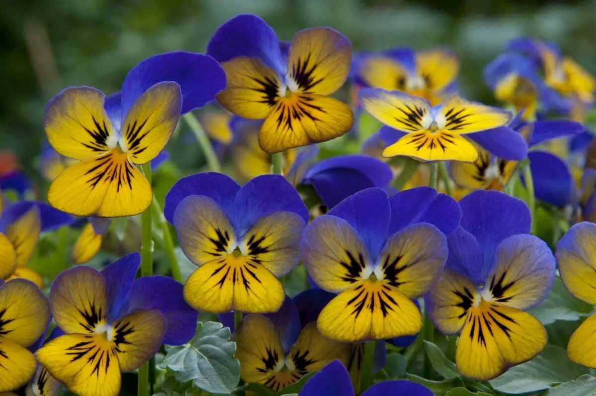 Фиалка рогатая (viola cornuta). Фиалка рогатая оранж парпл винг. Viola wittrockiana, виола рогатая. Виола фиалка рогатая. Виола фиалка рогатая.