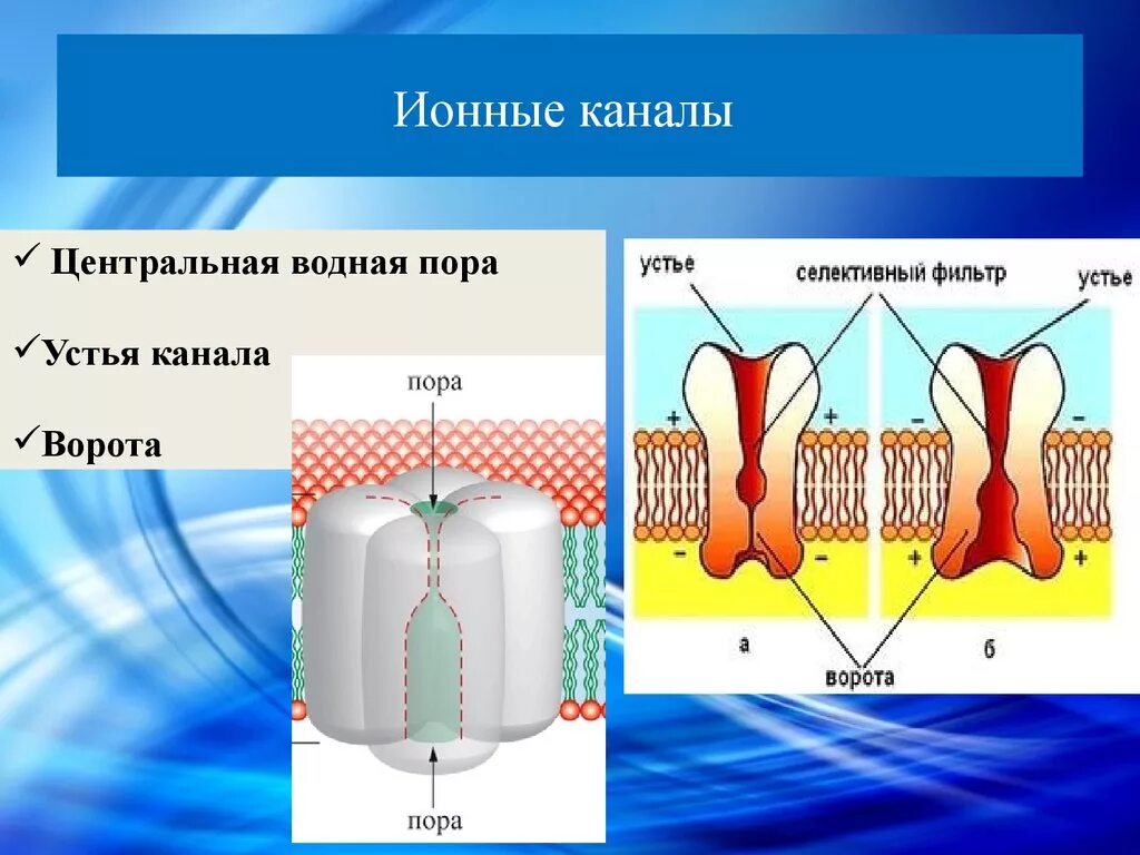 Строение ионного канала мембраны. Электроуправляемые ионные каналы. Строение ионного канала. Структура ионного канала.