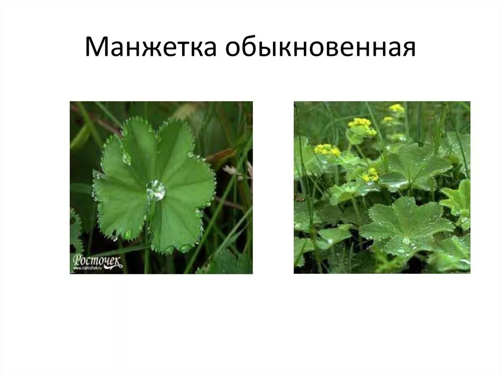 Манжетка листорасположение. Манжетка луговая. манжетка обыкнове́нная растение. манжетка ползучая. манжетка обыкновенная формула.