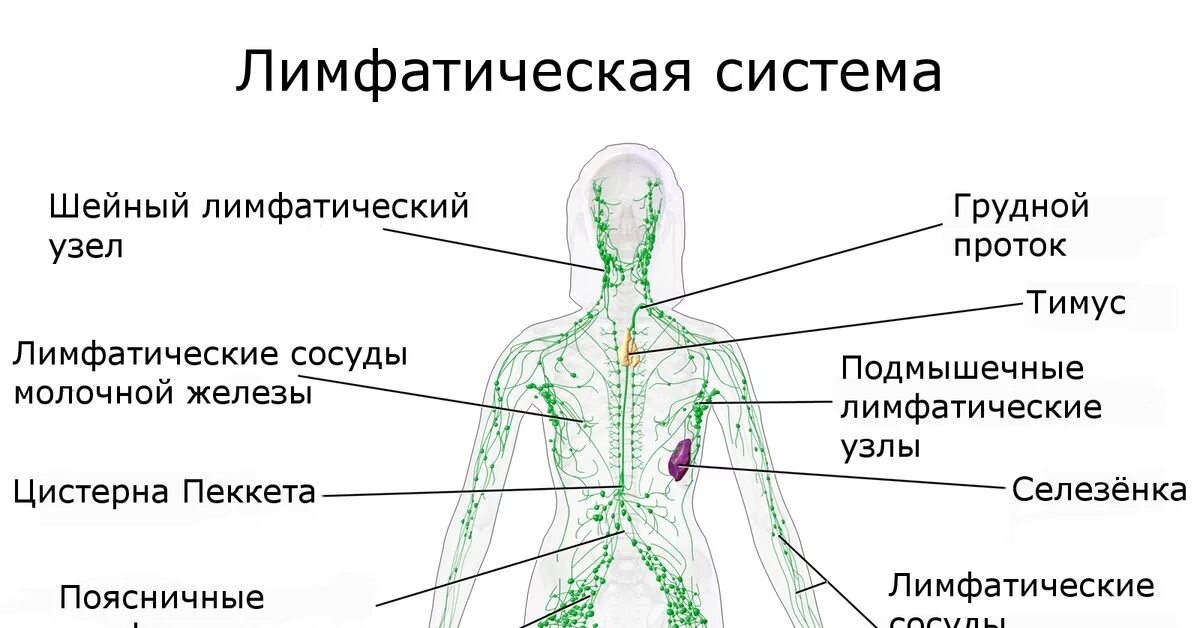 Функции лимфатической системы анатомия. Лимфатическая система человека анатомия движение лимфы. Строение лимфатической системы человека схема. Схема строения лимфоидной системы человека. Лимфоузлы на пояснице