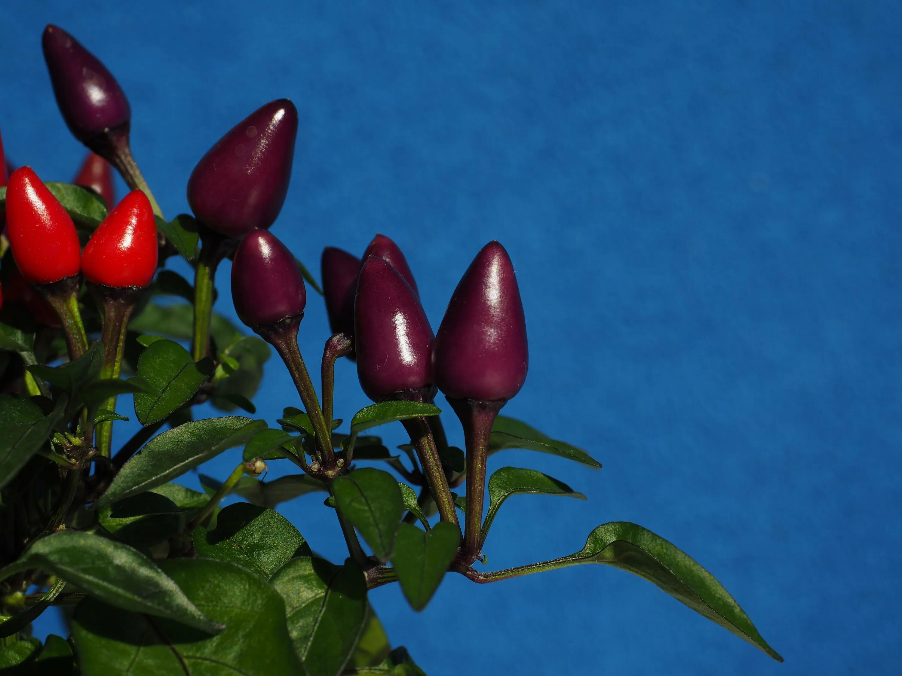 Capsicum. Декоративный перец капсикум фиолетовый. комнатный перец капсикум. capsicum (капсикум аннуум) перец однолетний. перец капсикум фиолетовый.