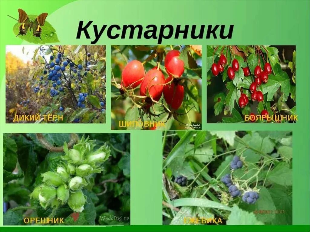 Кустарник подмосковья названия: найдено 89 изображений