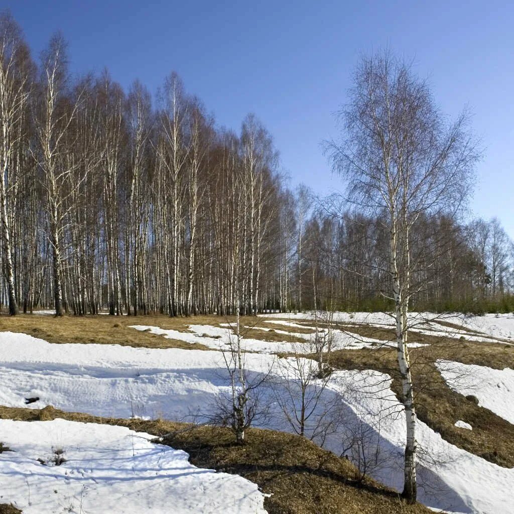 На лесных полянках появляются проталины. Вечная Россия.