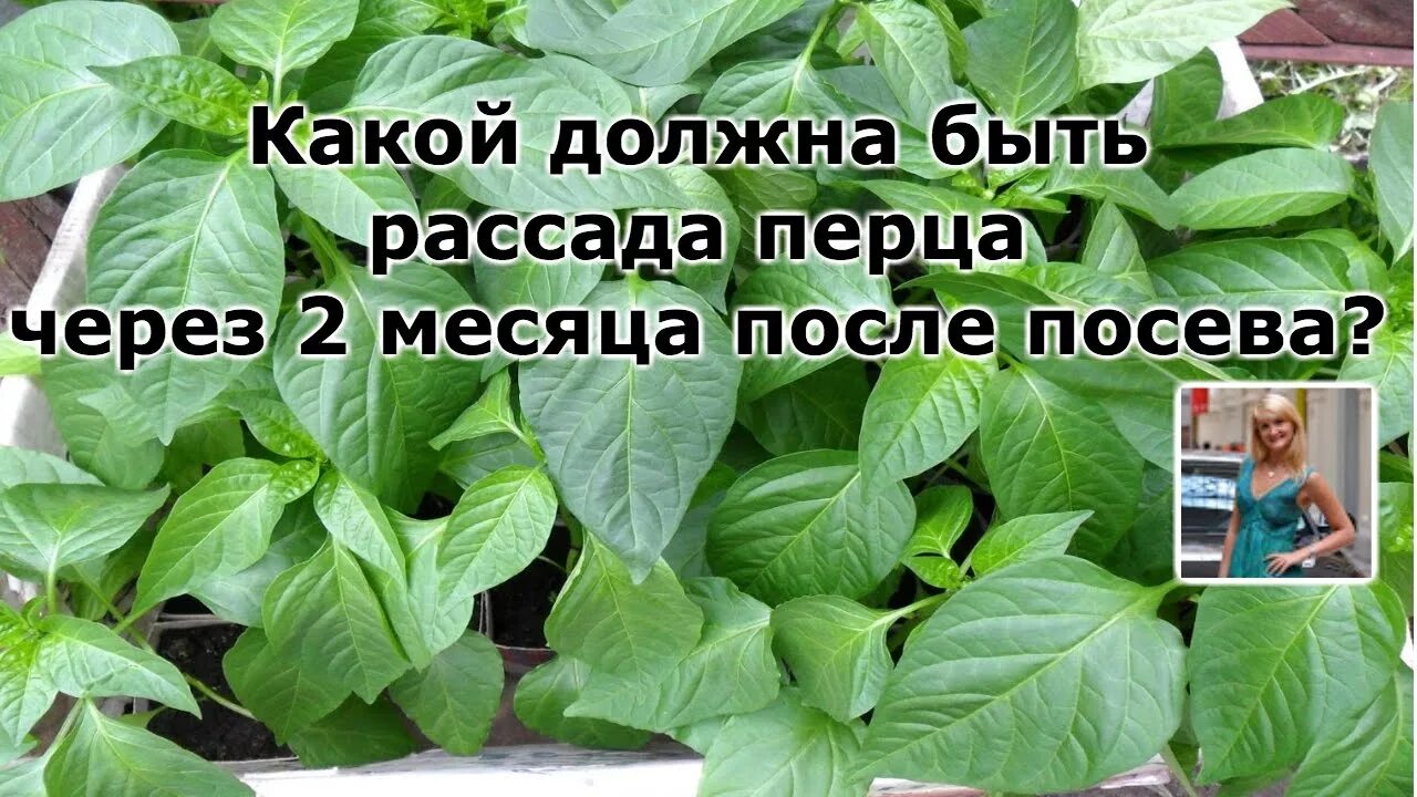 Как должна выглядеть рассада Рассада бархатцев Выращивание растений, Композиции цветников, Садоводство