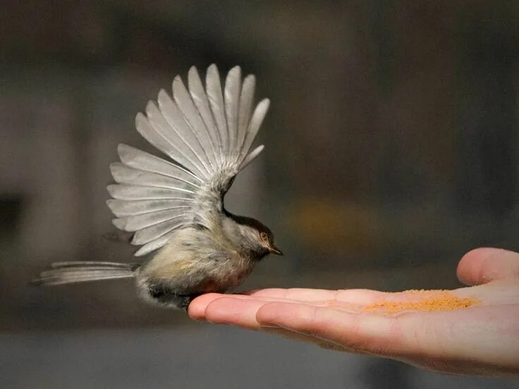 Птица на руке. Птица на ладони. Птицы ладошками. Птица ру. Bird in hand