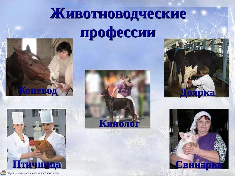 Сообщение о профессии животноводства. Скотоводство профессии. животноводческие профессии. профессии связанные с животноводством. профессии людей в животноводстве.