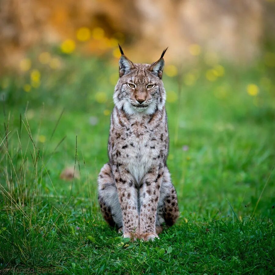 Канадская Рысь Бобкэт. Рысь - Lynx Lynx (Linnaeus, 1758). Беловежская пуща Рысь. Обыкновенная Сибирская Рысь. См рысь