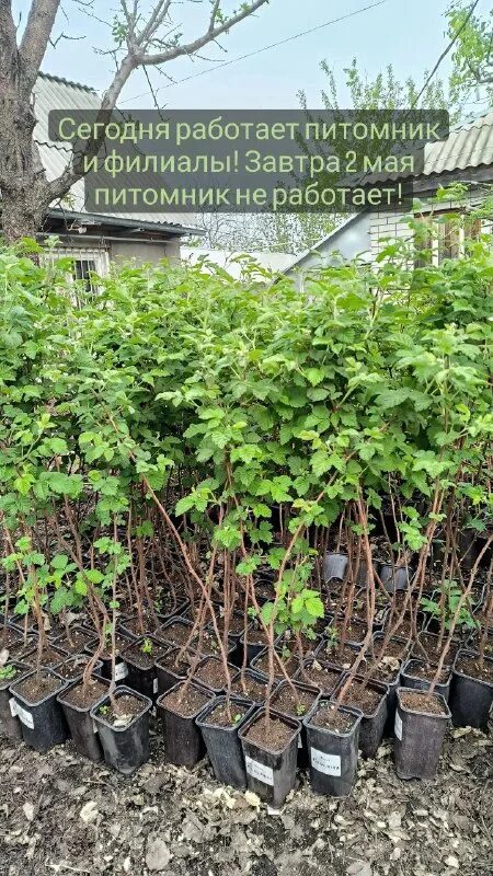 частный питомник голубевых. частный питомник голубевых. голубев александр михайлович селекционер. малина ремонтантная августовское чудо. александр иванович астахов селекционер.