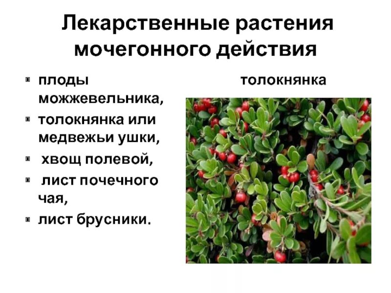 Толокнянка обыкновенная Медвежьи ушки. Толокнянка или Медвежьи ушки. Толокнянка обыкновенная это брусника. Толокнянка обыкновенная лекарственное растение. Медвежьи ушки инструкция по применению цена отзывы