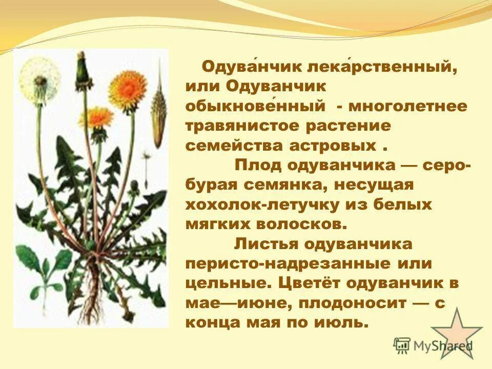 Одуванчик произведение 2 класс. Одуванчик цветок описание. Одуванчик род многолетних травянистых растений семейства Астровые. Сообщение о одуванчике. Плод одуванчика.